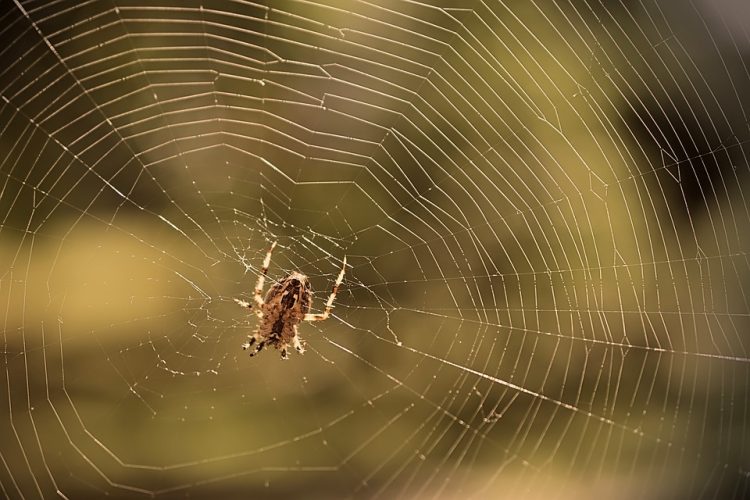 Getting Started with Azure Web Apps: A Step-by-Step Guide for Beginners