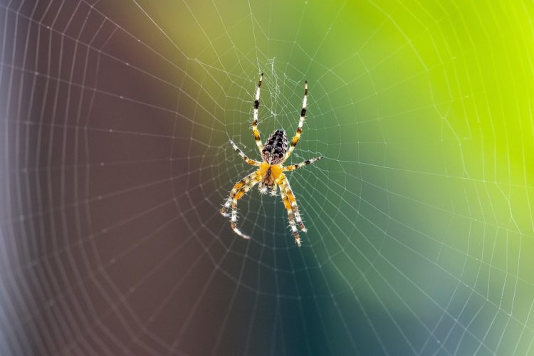 Partnerships in Tech: Collaborating with Developers for a Successful Consulting App