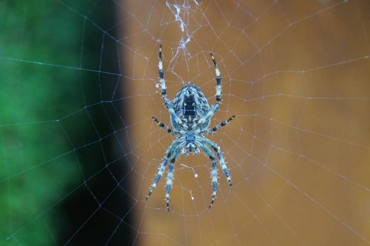 The True Cost of Developing a Web Application: An Insider’s Look at Average Expenses