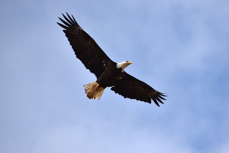 Building the Future: [Company Name]'s Role in the Evolution of B2B Apps