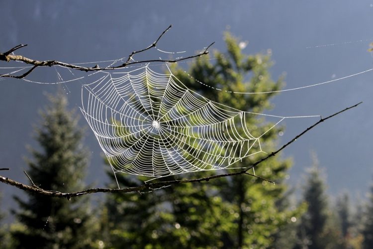 Building the Future: Key Trends in Desktop Web App Development