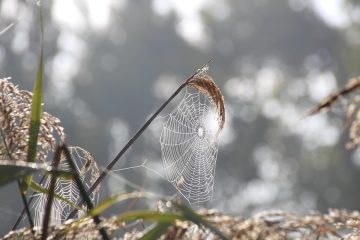 Creating Dynamic Forms in ASP.NET MVC: Leveraging Model Binding