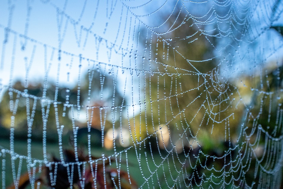 Django on the Go: How to Turn Your Web App into a Mobile App