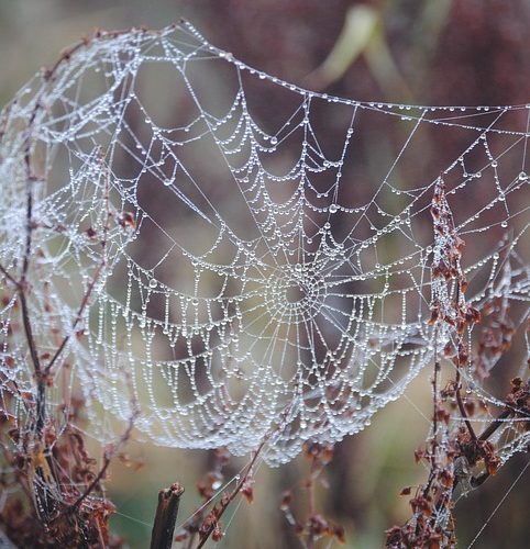 From Concept to Cart: How to Develop a Successful eCommerce Web App