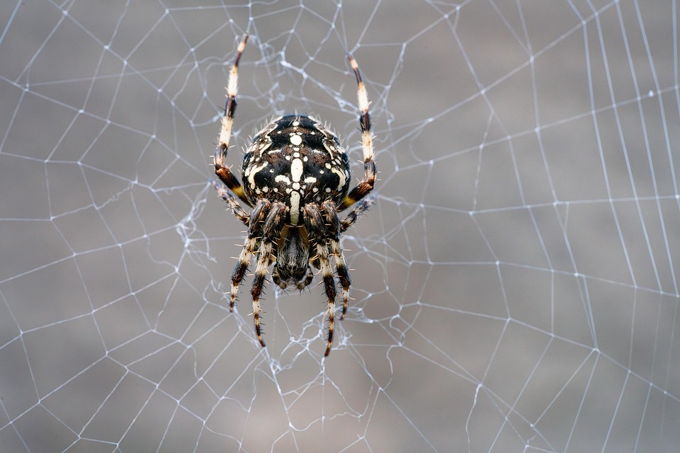 From Concept to Creation: Inside the Mind of a Custom Web App Developer