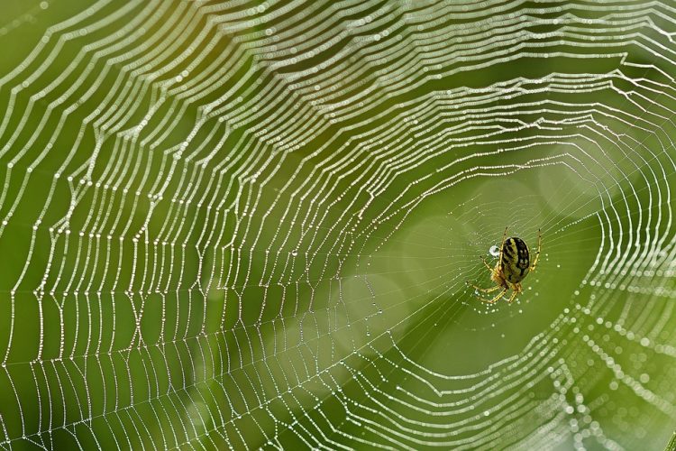 From Zero to Hero: A Beginner’s Guide to Desktop Web Application Creation