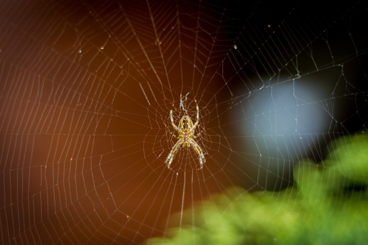 Revolutionizing the Web: Leading App Developers You Should Know