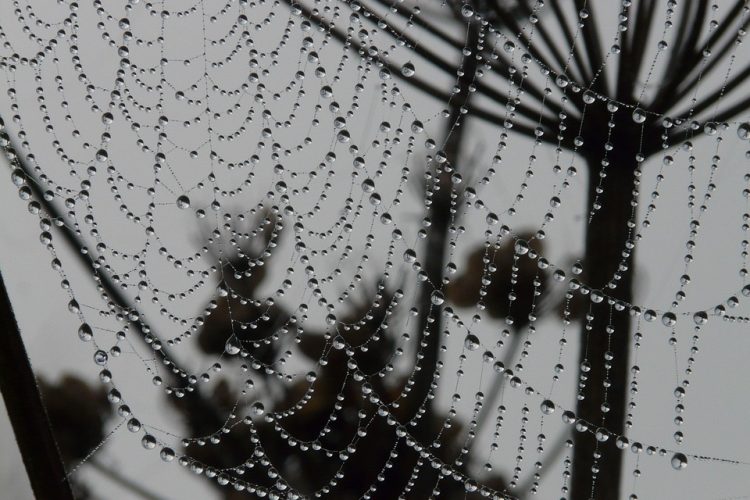 Scaling Heights: Django’s Impact on Enterprise Web Solutions
