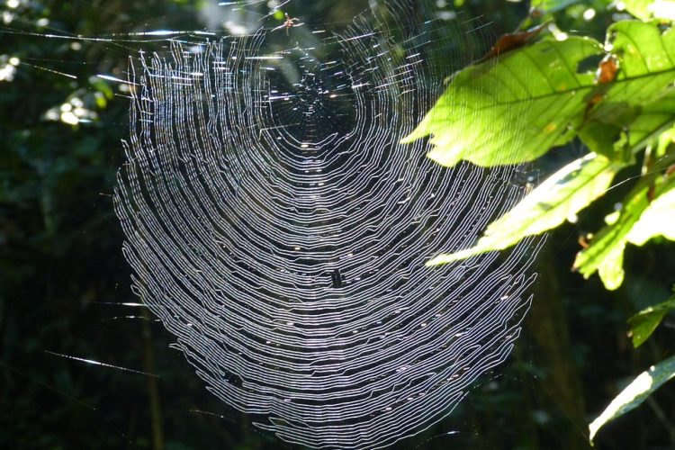 Step-by-Step: Building a Dynamic Web Application with Drupal