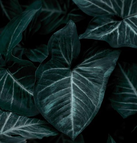 Streamlining Android App Development with ASP.NET Web Services