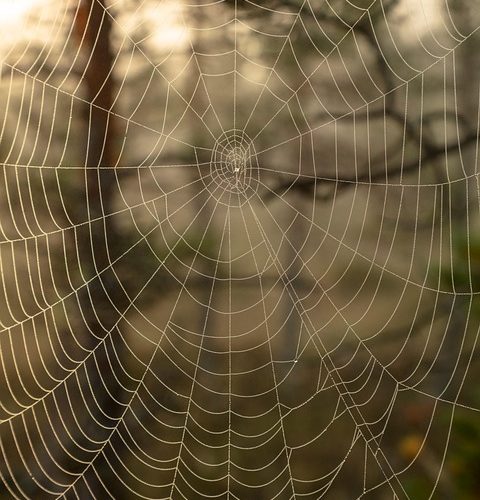 Top 10 Features of ASP.NET Core for Modern Web Developers
