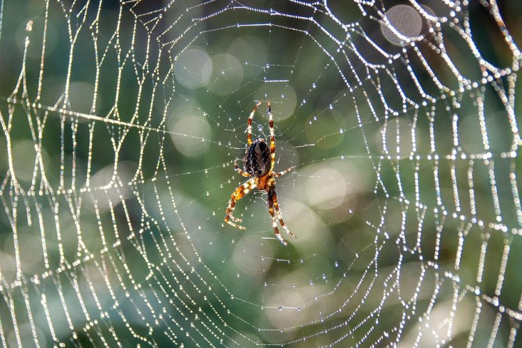Top Factors Affecting the Price of Custom Web Application Development
