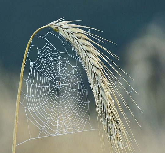 Unlocking Potential: The Benefits of Custom Web Applications for Growing Companies