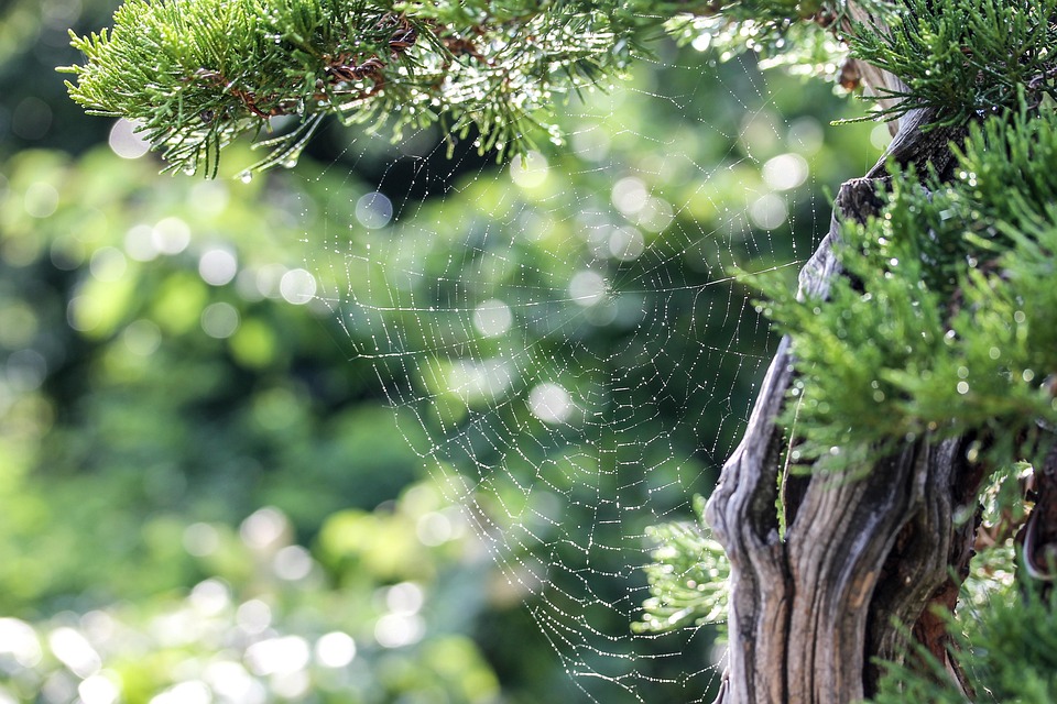 Why Django is the Perfect Fit for Modern Web Development