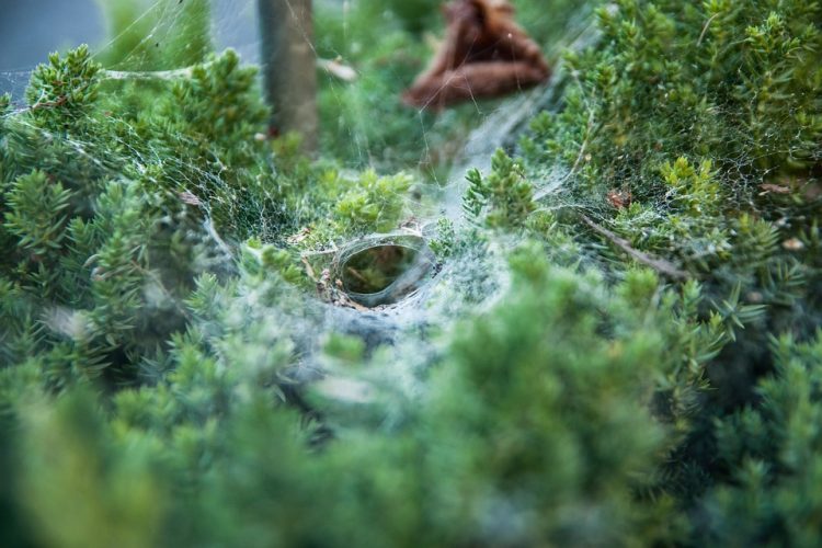 Exploring Blazor: The Future of Web Development with .NET