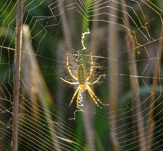 Navigating the Development World: How Web Applications are Enhancing Collaboration