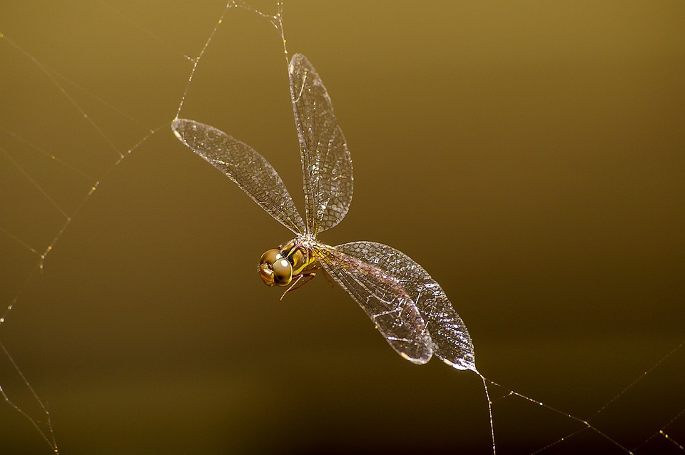 Streamlining Web Development with Django: A Beginner’s Guide