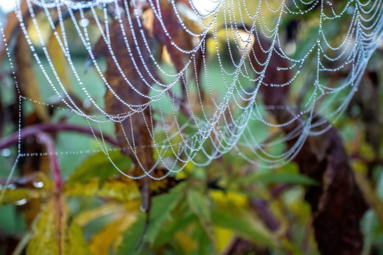 The Developer’s Toolkit: Must-Have Web Applications for Every Programmer
