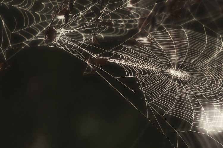 The Future of Business: Custom Web Applications Tailored to Your Needs
