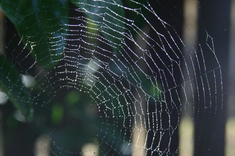 Angular to Android and iOS: Streamlining Your App Transition