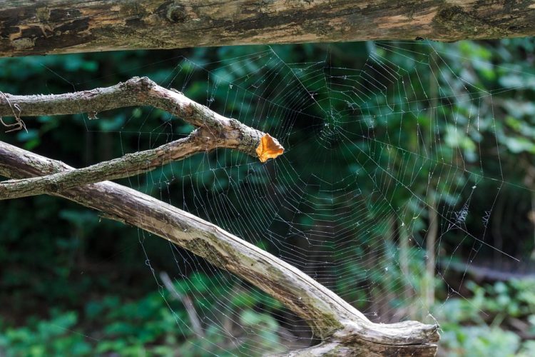 Custom Web Application Development Pricing: Trends and Insights You Need to Know