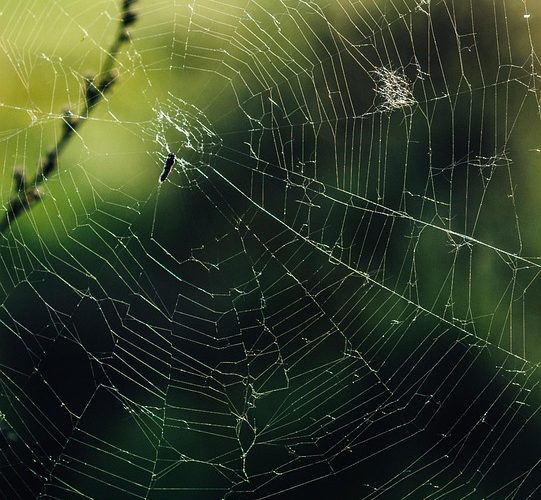 Empowering Developers: Harnessing the Power of Web Applications for Success