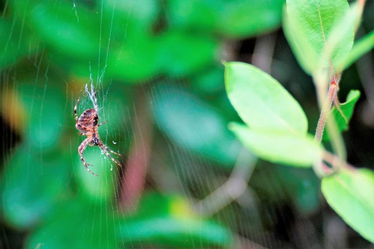The Django Advantage: Creating Fast, Reliable, and Engaging PWAs