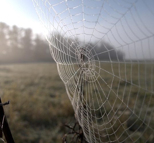 Unlocking Innovation: How Custom Web Application Developers Are Reshaping the Digital Landscape