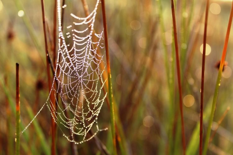 Why Custom Web Apps Are the Future: Tailoring Solutions to Fit Unique Business Needs