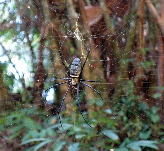 Boost Your Web Projects: Essential Django Tips and Tricks