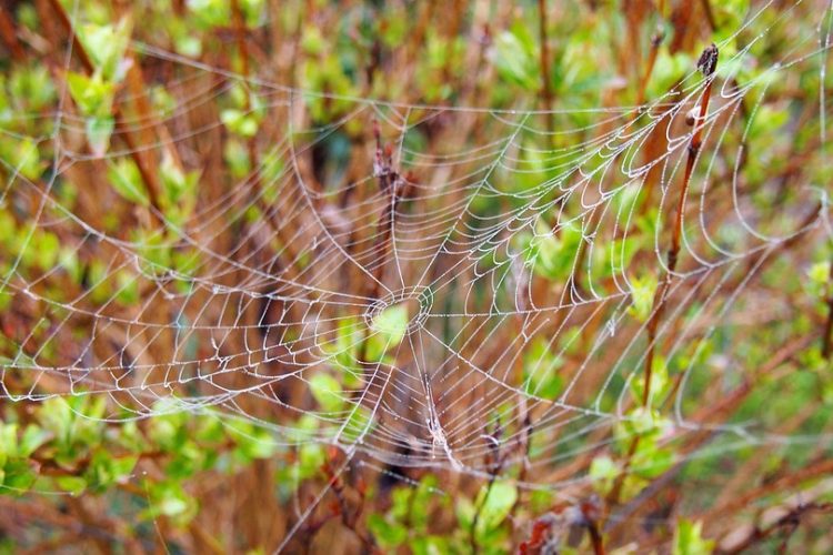 Custom vs. Off-the-Shelf: Why Personalized Web Apps Lead the Way