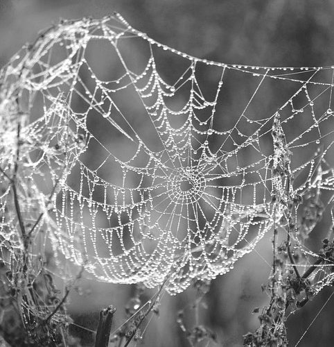 Dynamic Web Apps: Best Practices for Speed and Scalability