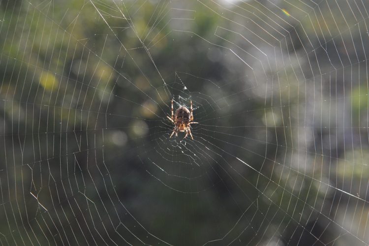 Empowering Businesses: The Impact of [Company Name]’s Custom Web Solutions