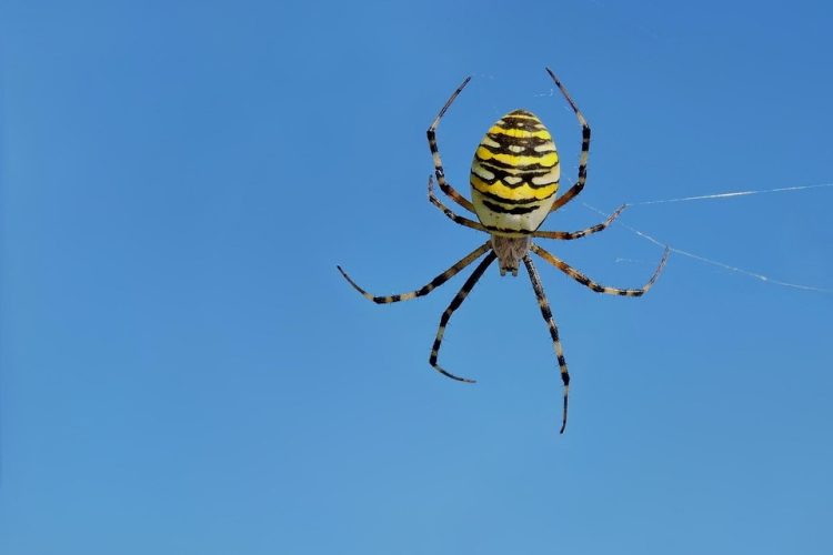 Master Django: Tips and Tricks for Efficient Web Development