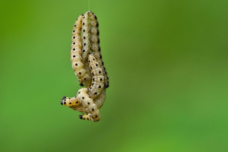 Scaling Success: Custom SaaS Development for Growing Enterprises