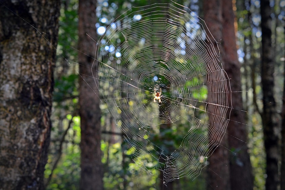 Awesome Image
