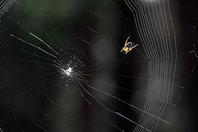 Why Drupal is the Top Choice for Scalable Web Development